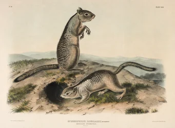 Espermófilo de Douglass (Spermophillus Douglassii), 1844